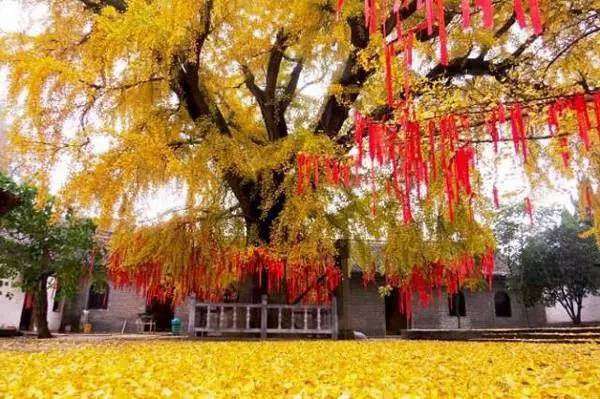 【錦繡安徽迎客天下】安徽是什么顏色的?