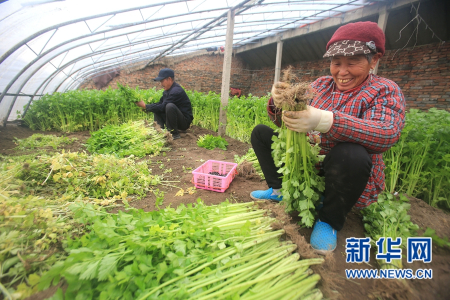 河南開封:冬閑時節菜農忙