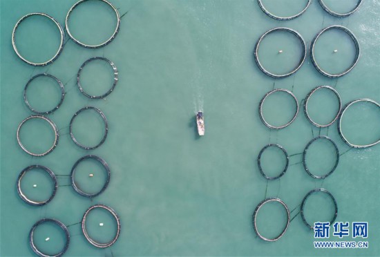 (美麗中國)(1)東海“海上牧場”迎豐收