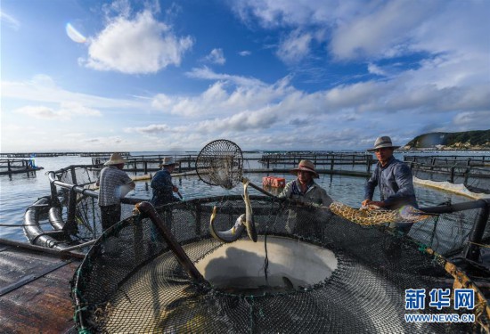 (美麗中國)(5)東海“海上牧場”迎豐收